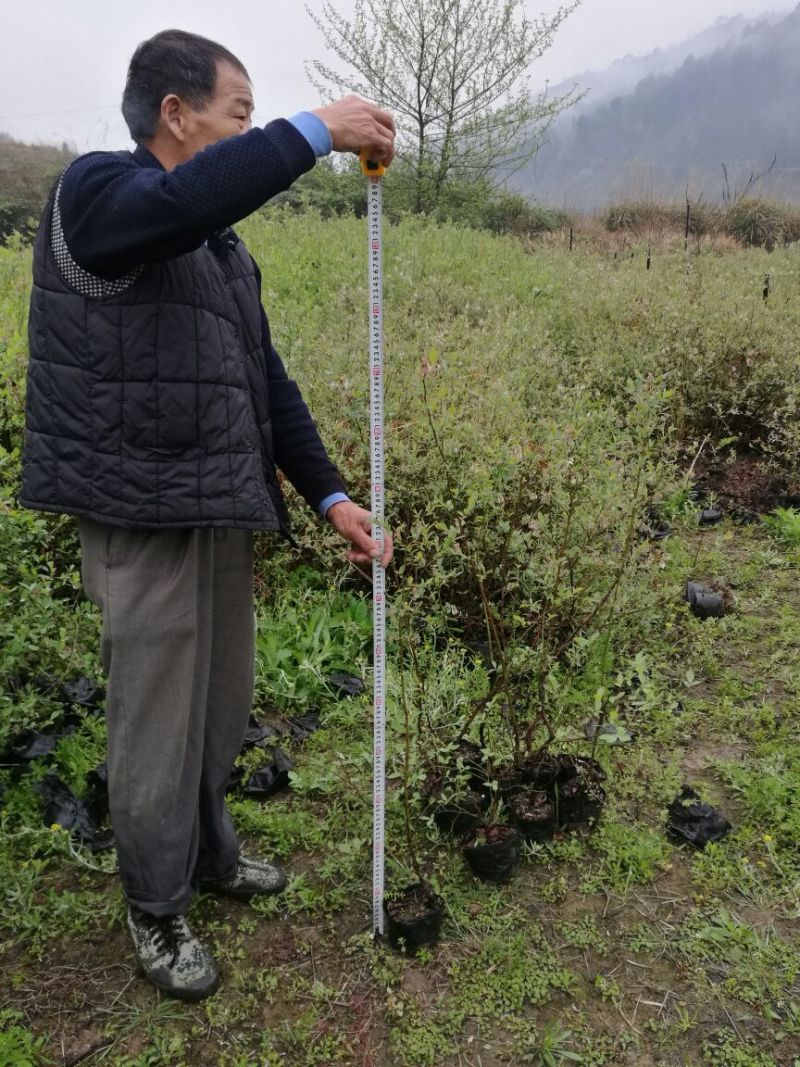 蓝莓苗50~80cm2年以上