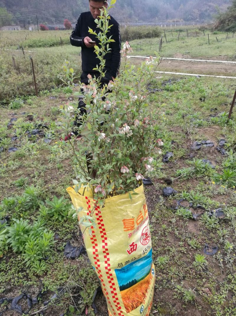 蓝莓苗50~80cm2年以上