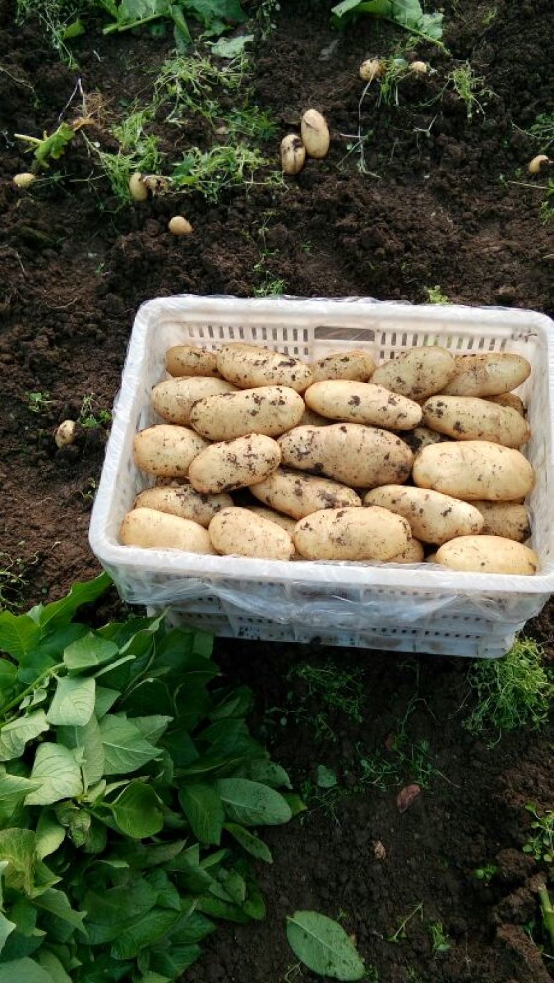 2023新鲜荷兰十五土豆新品上市价格美丽