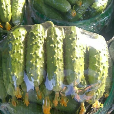 旱黄瓜18~22公分鲜花带刺