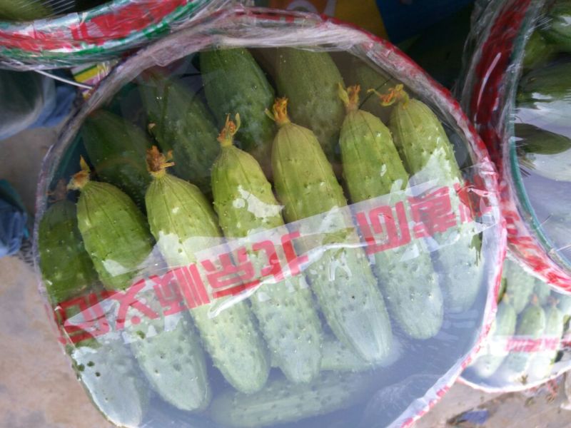 旱黄瓜18~22公分鲜花带刺
