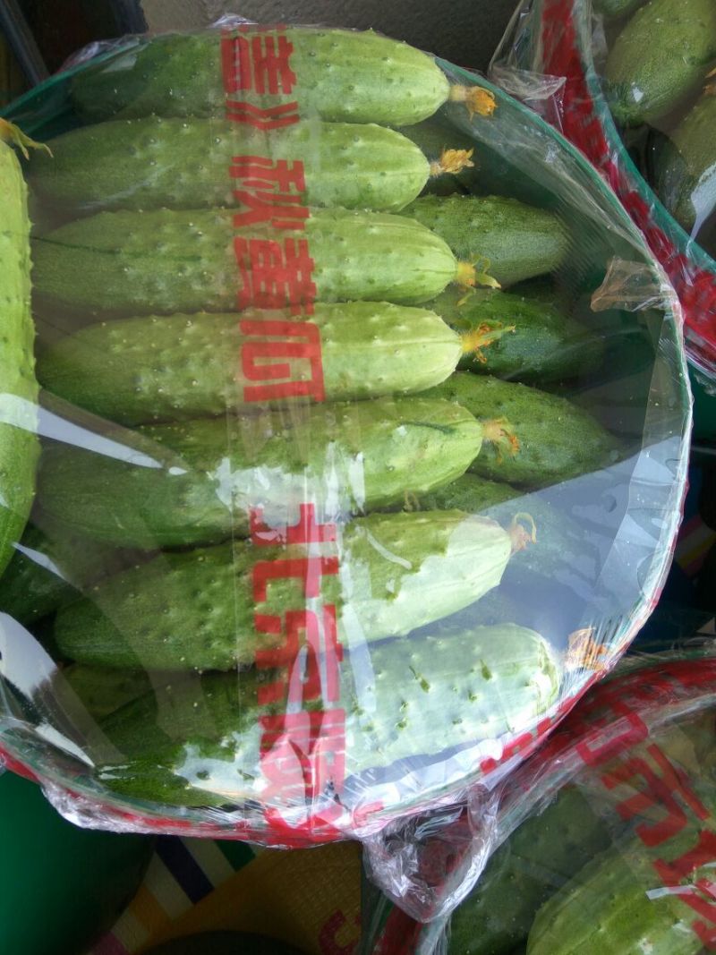 旱黄瓜18~22公分鲜花带刺