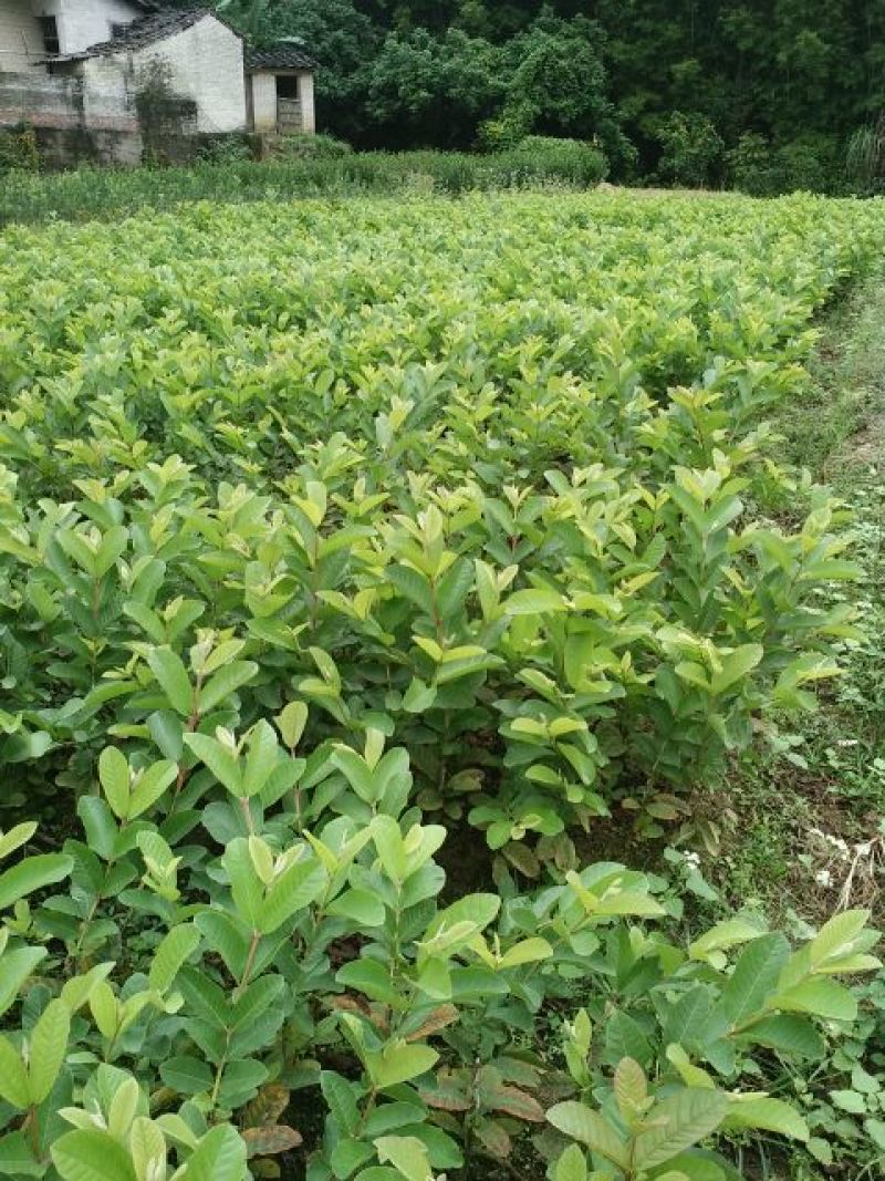 番石榴苗30cm以下