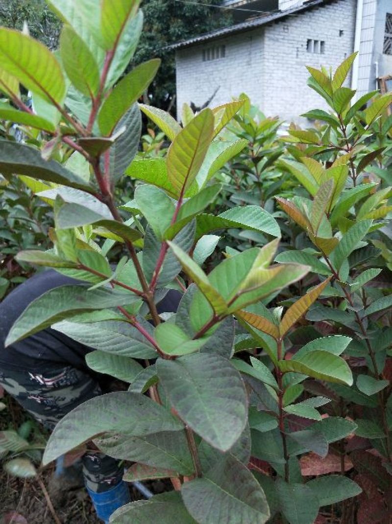 番石榴苗30cm以下