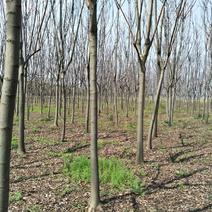 黄山栾树米径8-10公分，三叉头以上，杆直，分枝