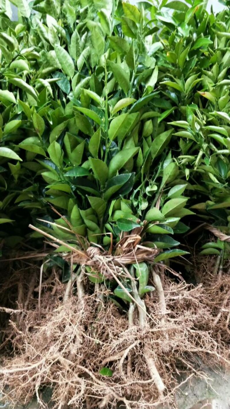 沙糖桔苗30~50cm