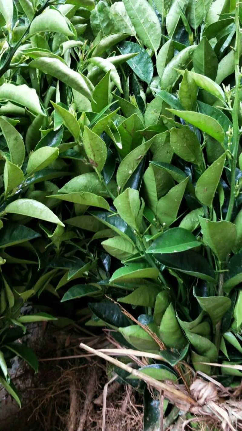 沙糖桔苗30~50cm