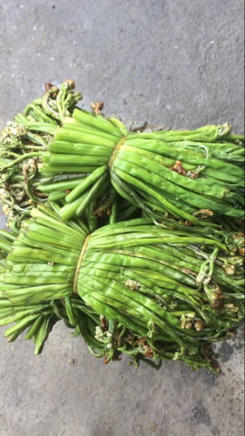 蕨菜