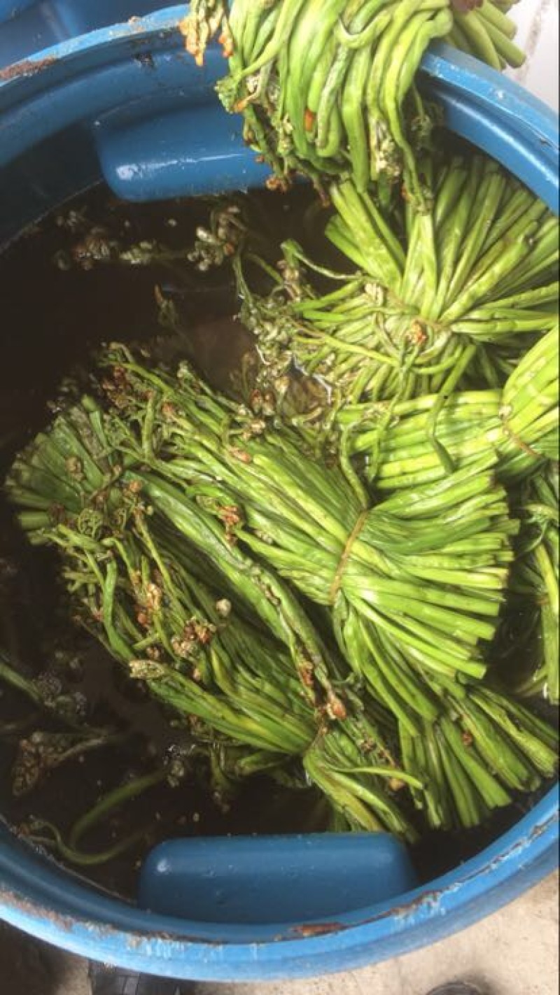 蕨菜