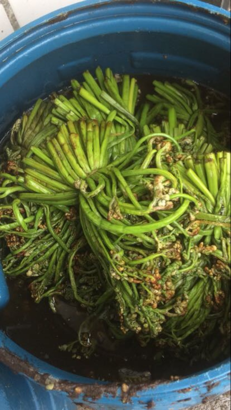 蕨菜