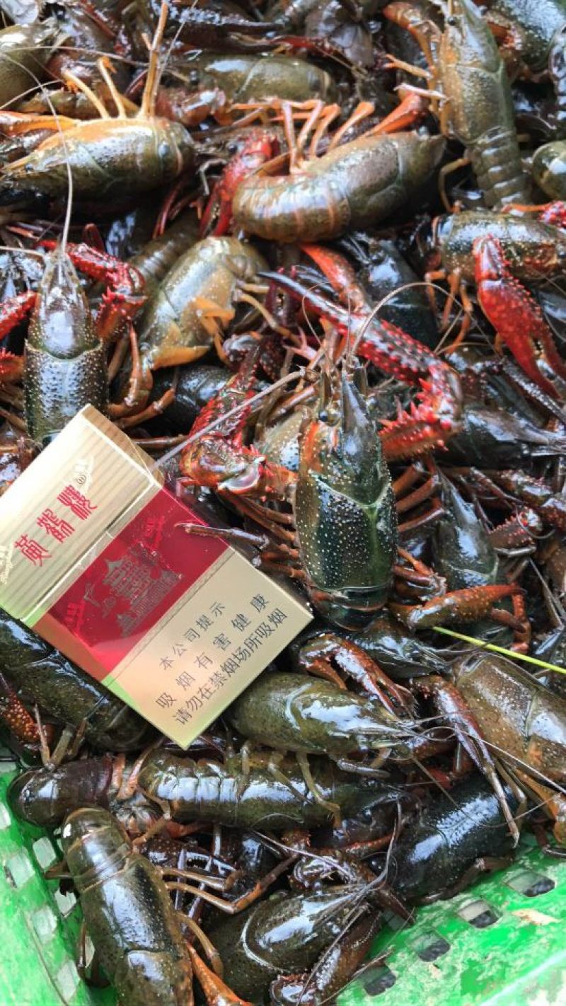 克氏原螯虾小龙虾主养4-6钱（20-30克）食用活虾