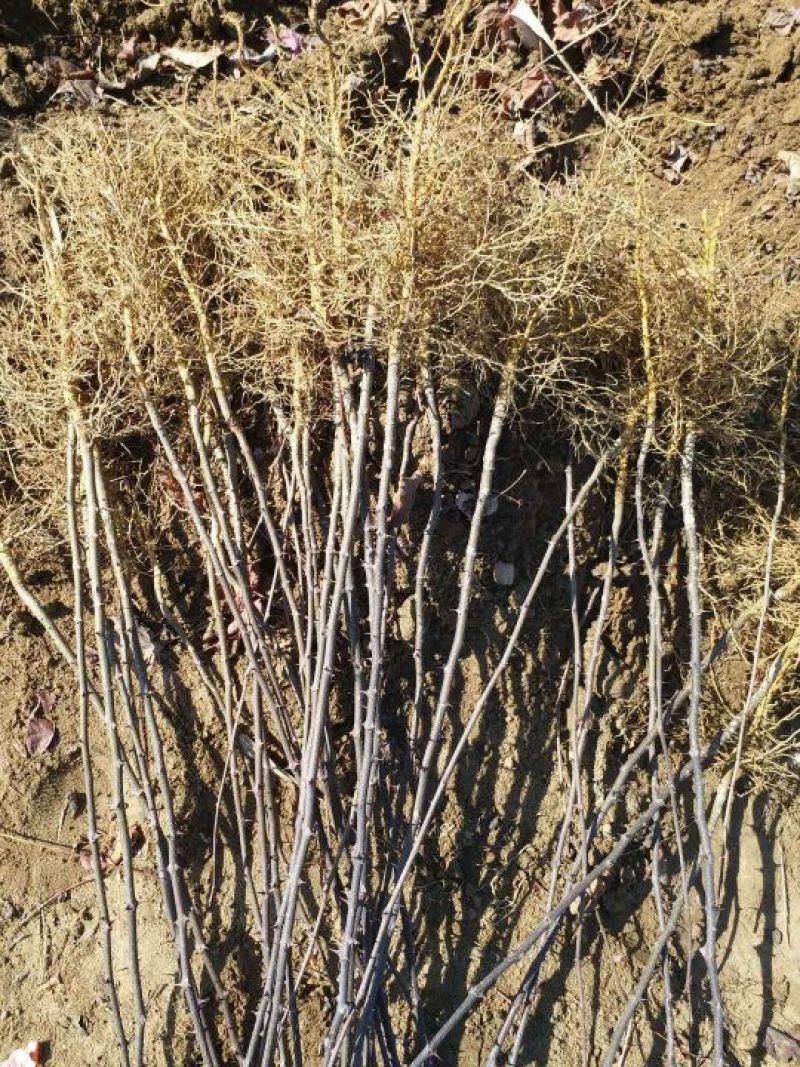 大红袍花椒苗0.5~1年