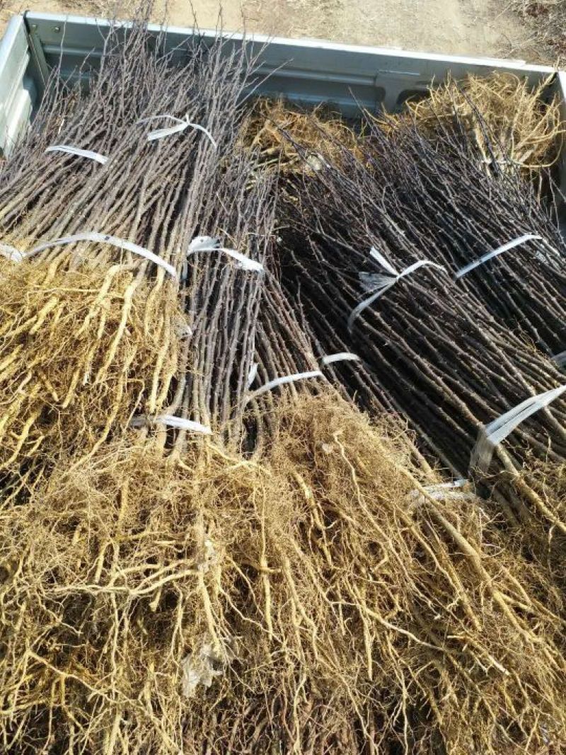 大红袍花椒苗0.5~1年
