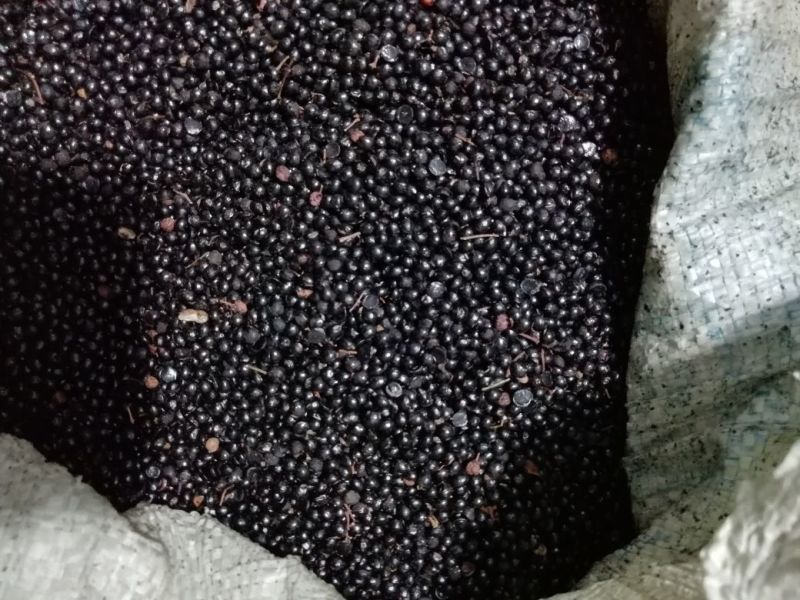 花椒种子大红袍花椒种子产地供应质量一级货.出芽率高