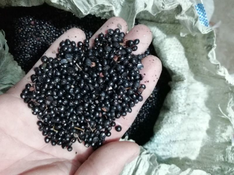 花椒种子大红袍花椒种子产地供应质量一级货.出芽率高
