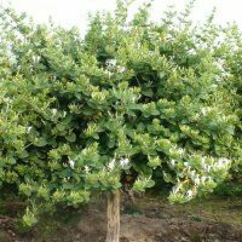 金银花1米以下