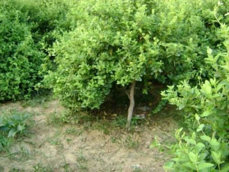 金银花1米以下