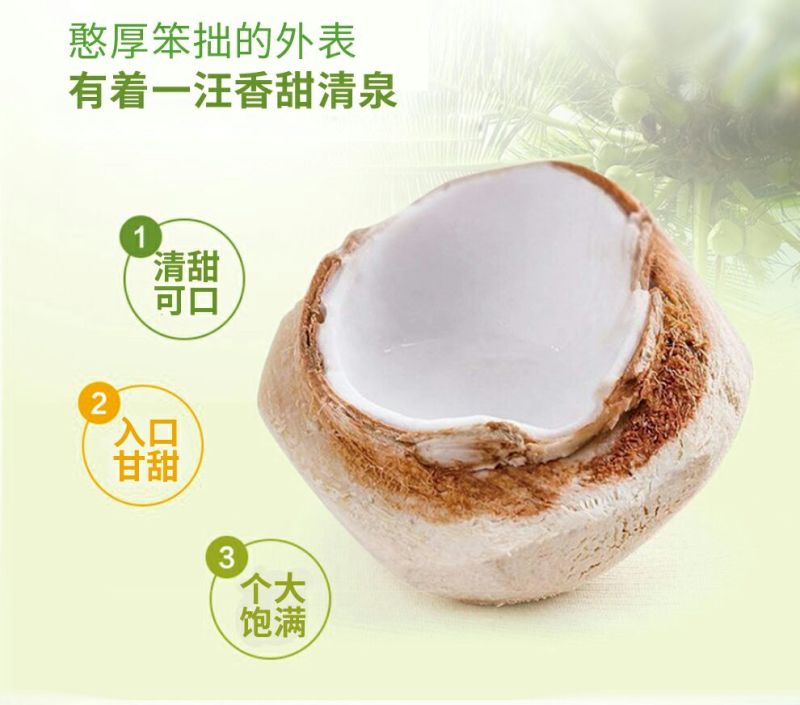 海南椰子1.5~2斤