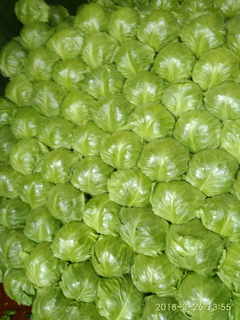 河北甘蓝，大量供货，翠绿，平顶，个头均匀，城信可靠