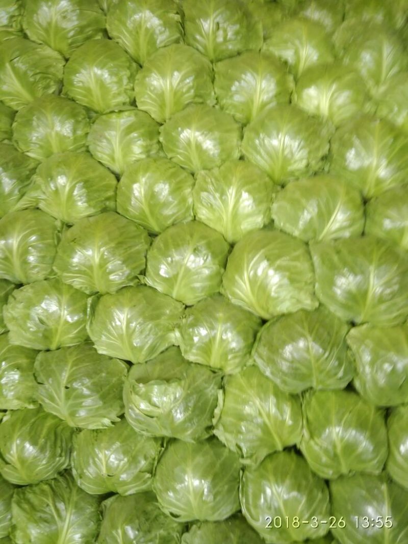 河北甘蓝，大量供货，翠绿，平顶，个头均匀，城信可靠