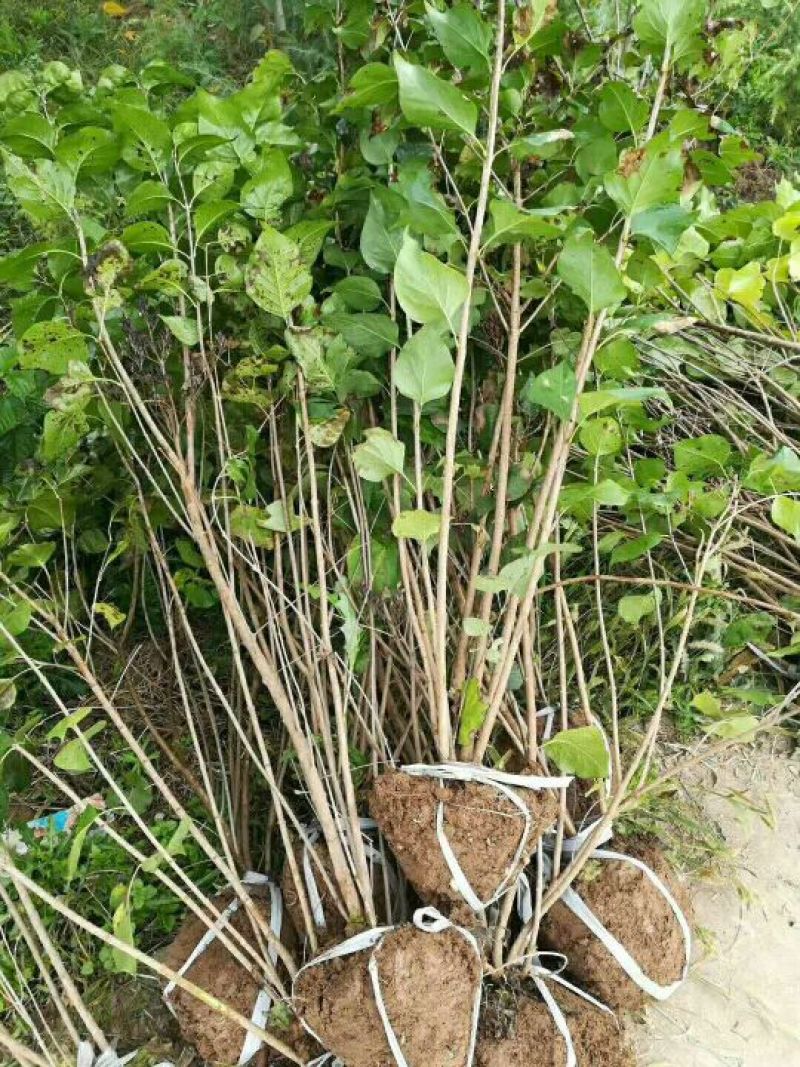 江苏嫁接紫丁香价格便宜苗圃直销无中介