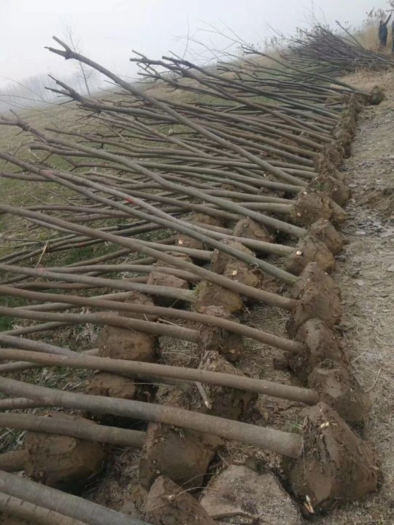 江苏榉树价格苗圃规格齐全无中介