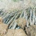 江苏榉树价格苗圃规格齐全无中介