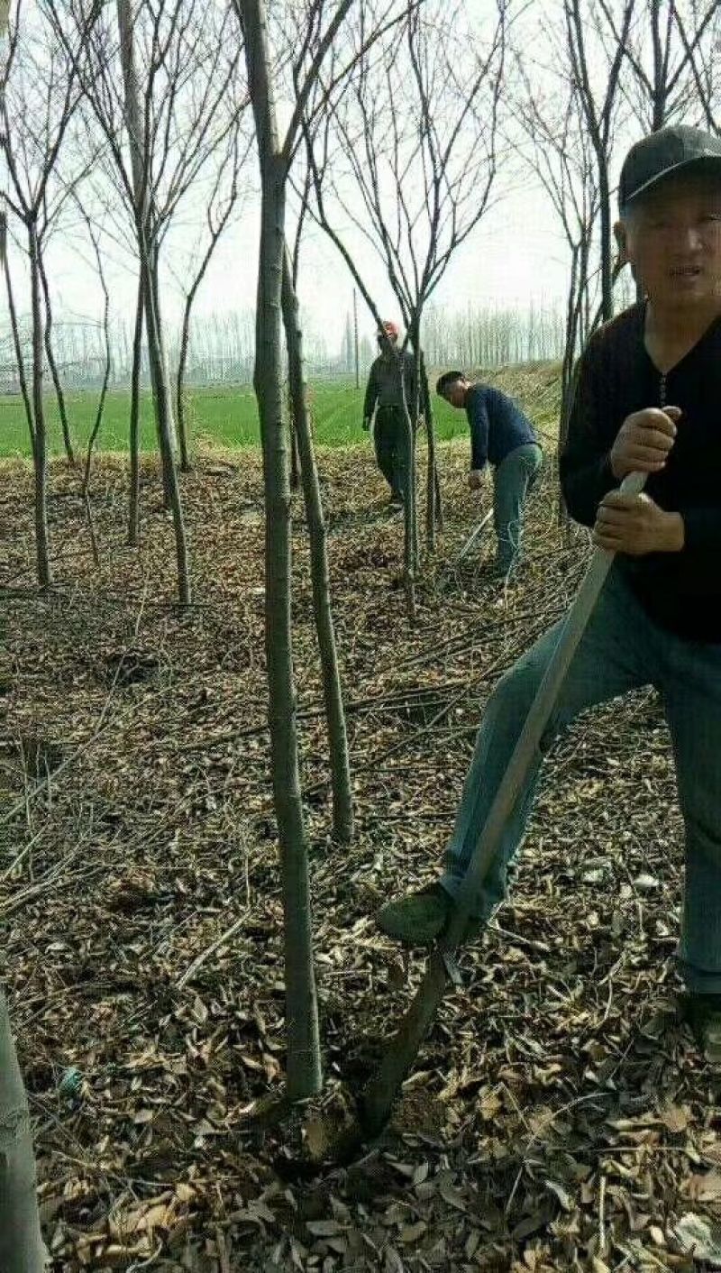 江苏榉树价格苗圃规格齐全无中介