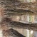 黄金梨树苗150~200cm1~4cm