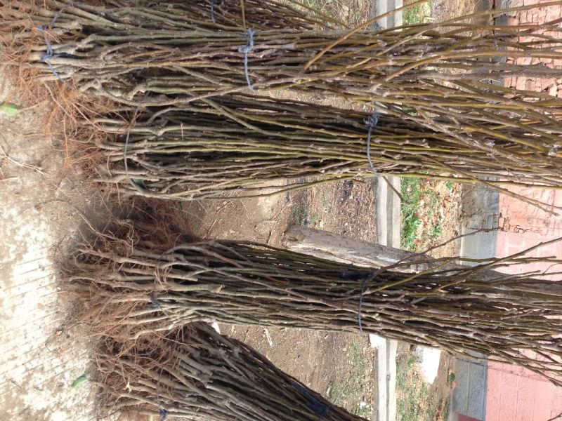 黄金梨树苗150~200cm1~4cm