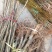 黄金梨树苗150~200cm1~4cm