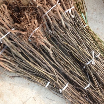 黄金梨树苗150~200cm1~4cm