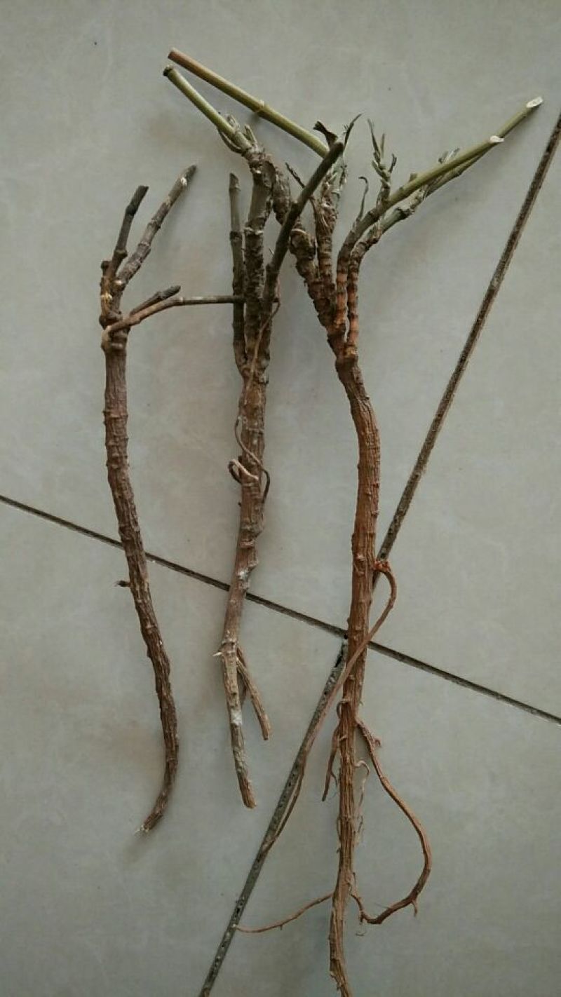藏柴胡种子，产地甘肃陇西，一手货源，欢迎选购
