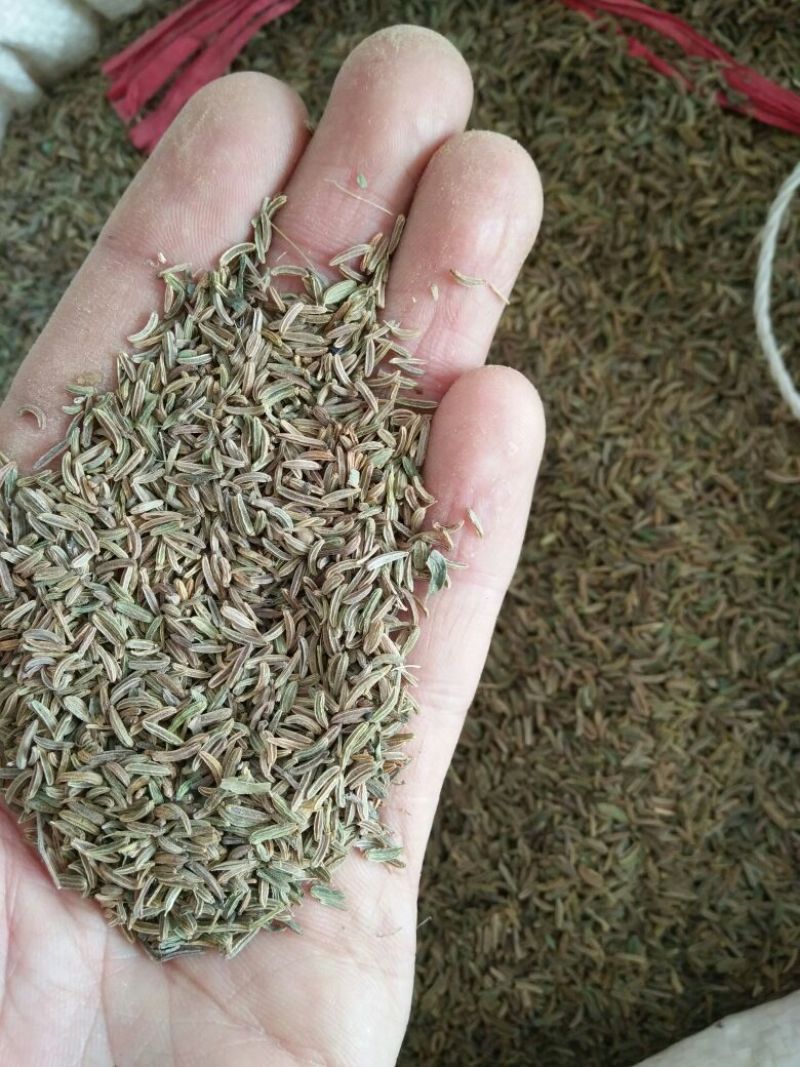 藏柴胡种子，产地甘肃陇西，一手货源，欢迎选购