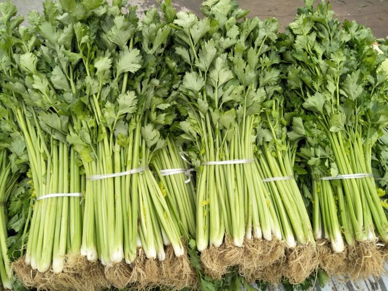 黄嫩西芹40cm以上大量上市中产地直销现采现发