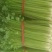 黄嫩西芹40cm以上大量上市中产地直销现采现发