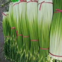 徐州万亩白帽蒜苔大量上市