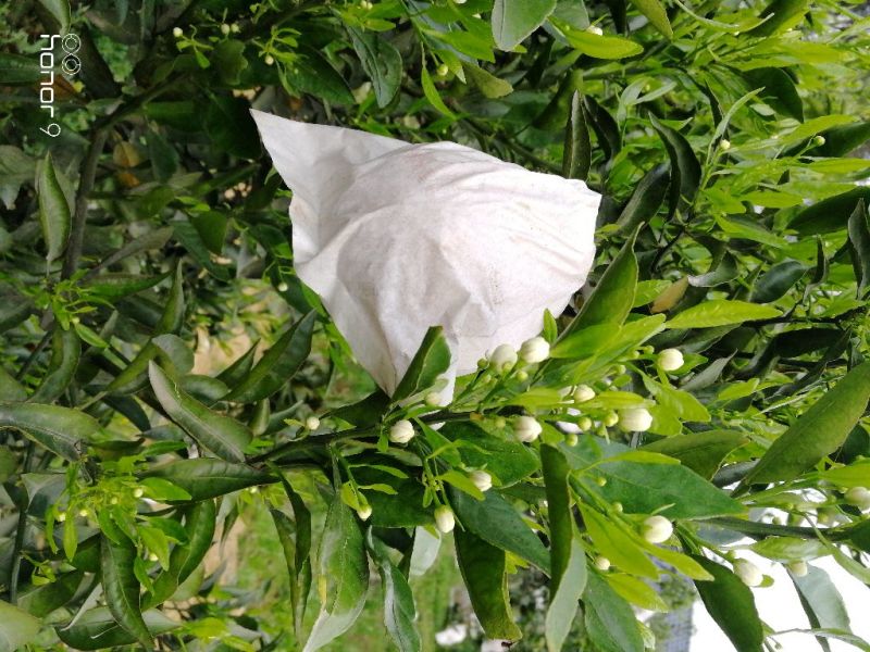 不知火柑桔5.5~6cm