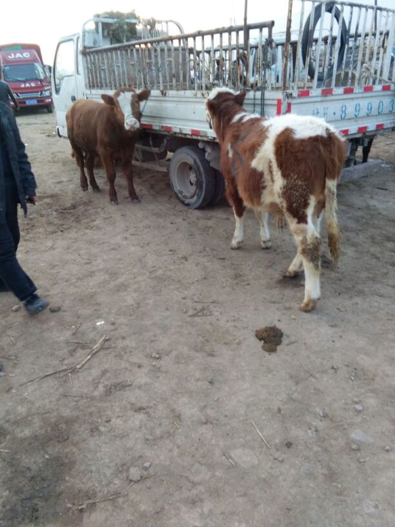 西门塔尔牛犊200~300kg