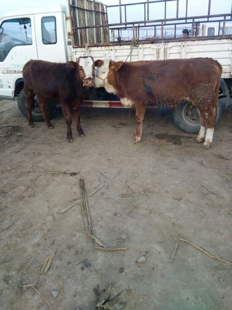 西门塔尔牛犊200~300kg