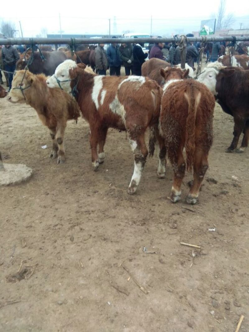 西门塔尔牛犊200~300kg