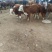 西门塔尔牛犊200~300kg