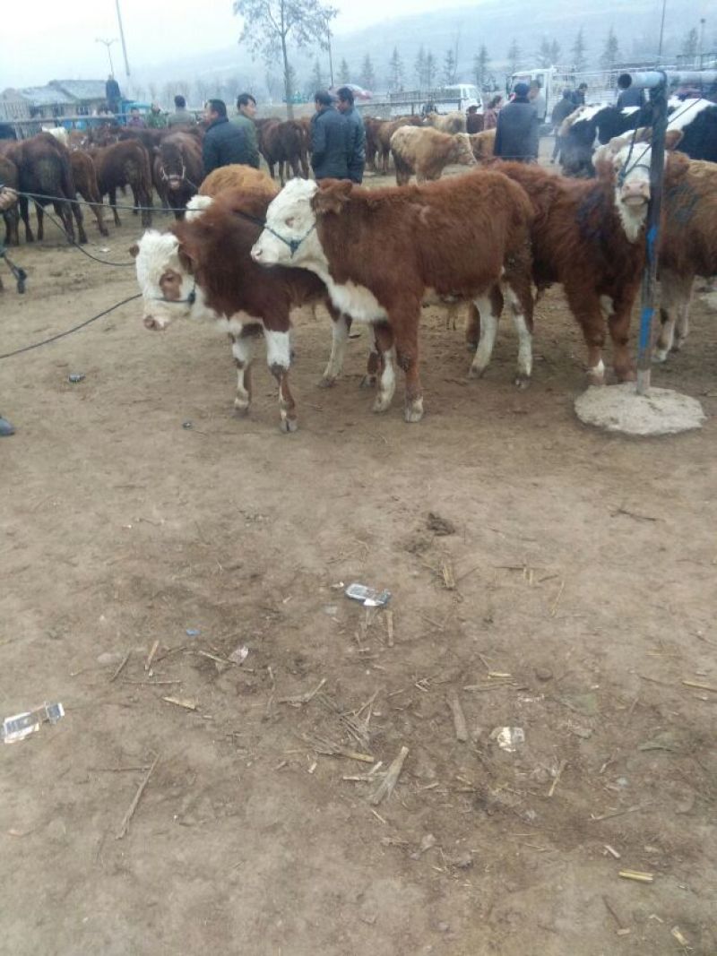 西门塔尔牛犊200~300kg