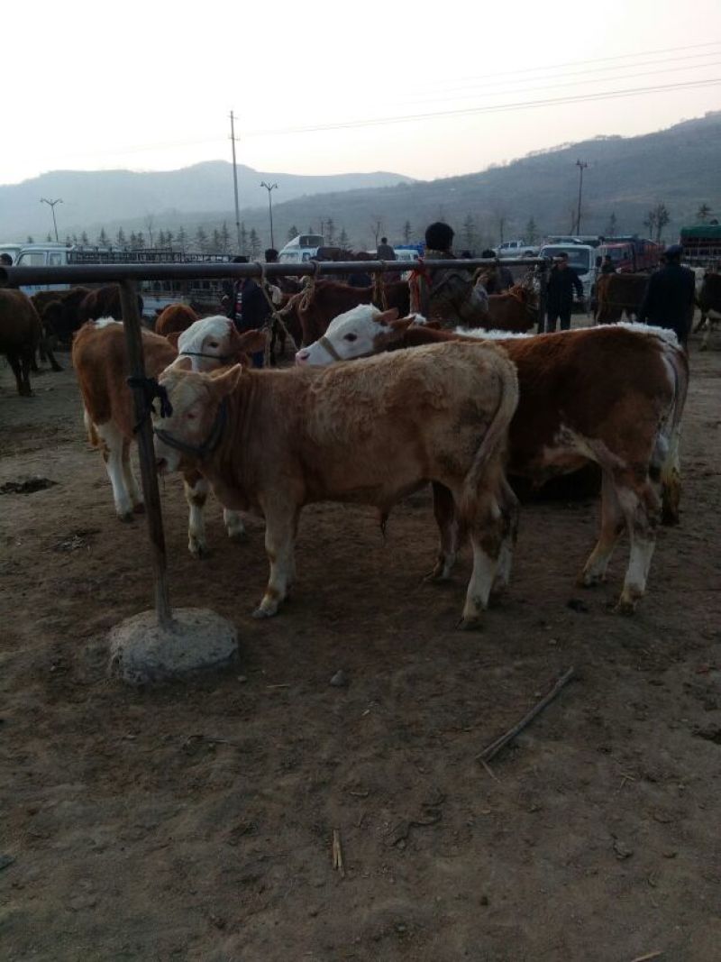 西门塔尔牛犊200~300kg
