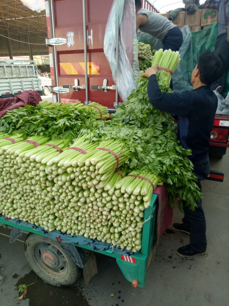 芹菜邯郸小芹菜产地直供质量保证