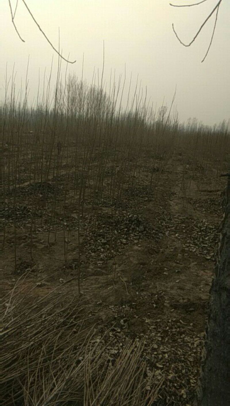107杨树苗2公分