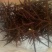 皂刺，沂蒙山山区里的自然皂刺
