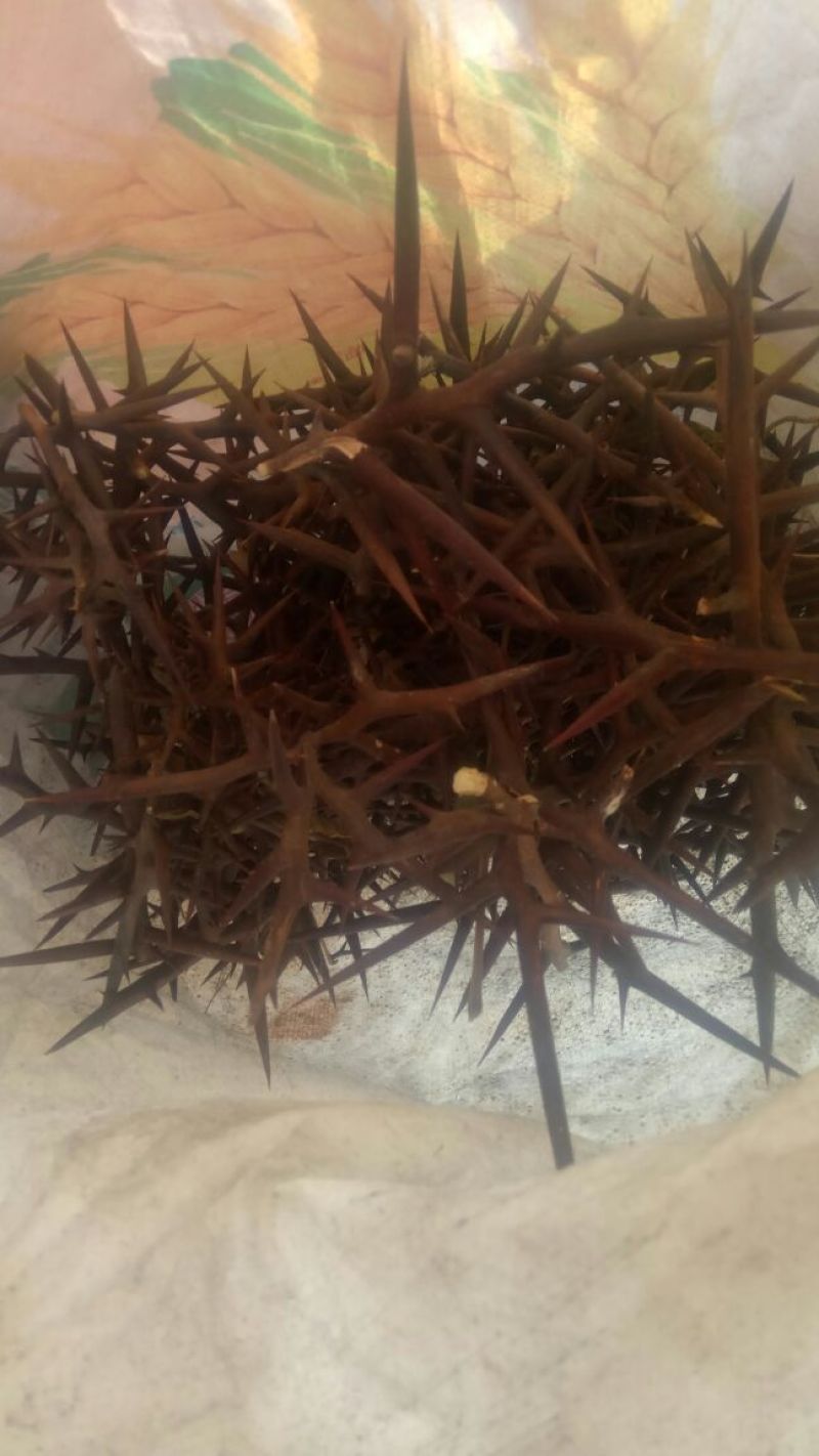 皂刺，沂蒙山山区里的自然皂刺