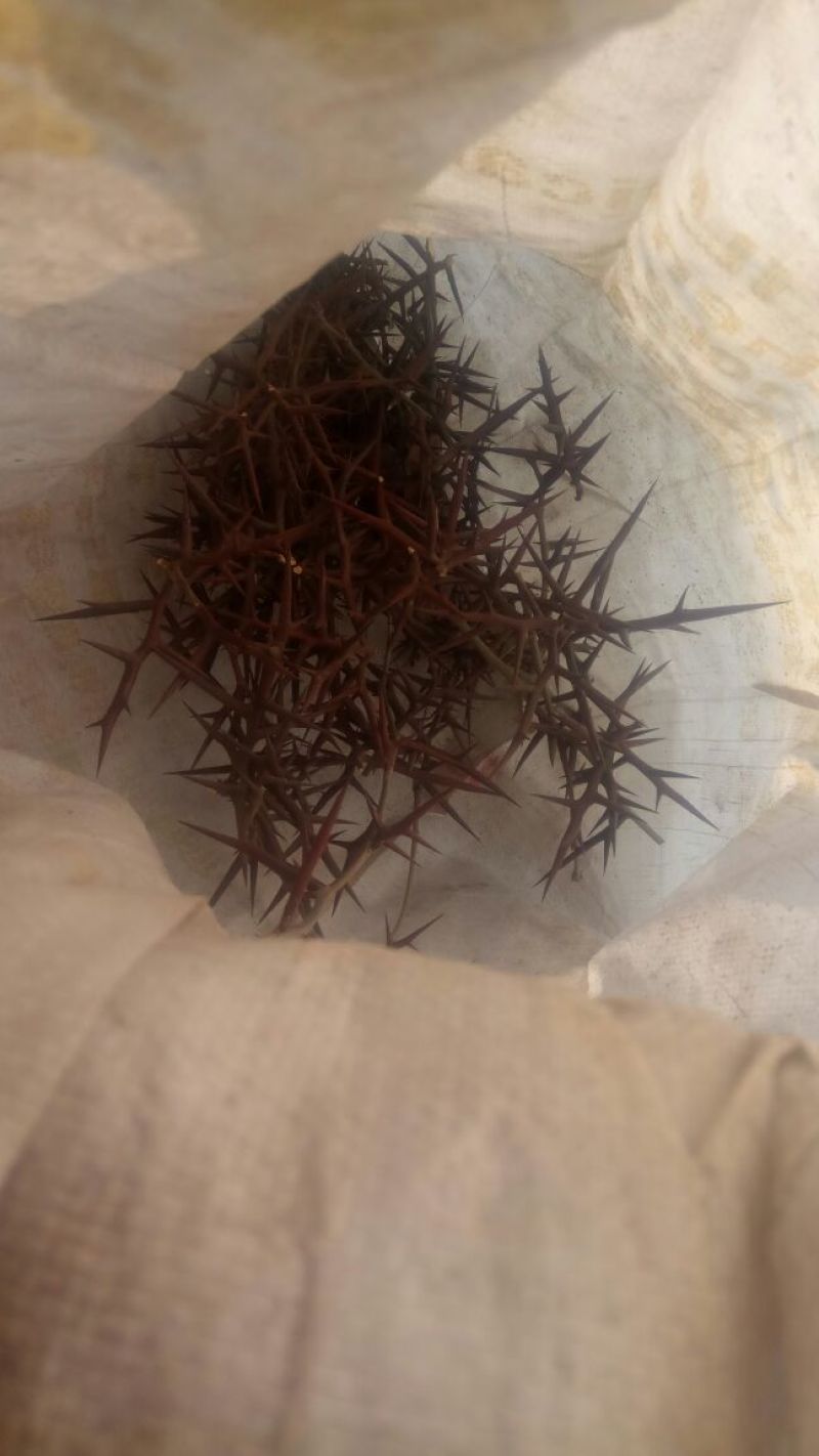 皂刺，沂蒙山山区里的自然皂刺