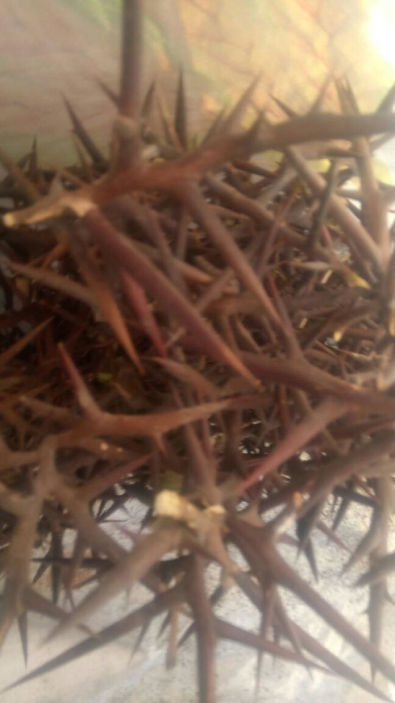 皂刺，沂蒙山山区里的自然皂刺